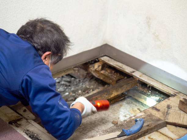 Best Office Mold Removal Services  in Roselle, NJ