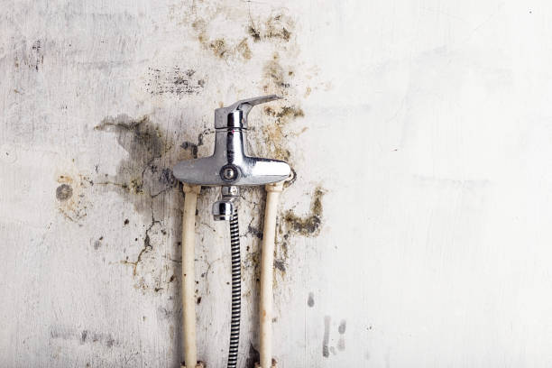 Best Best Mold Removal Companies  in Roselle, NJ