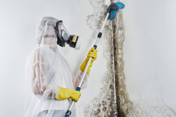 Best Residential Mold Removal  in Roselle, NJ