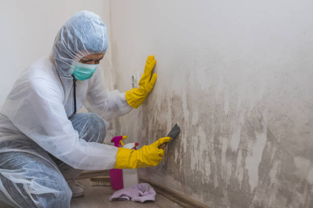 Best Local Mold Removal Service  in Roselle, NJ