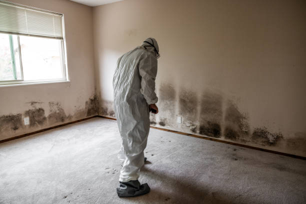 Trusted Roselle, NJ Mold Removal Experts
