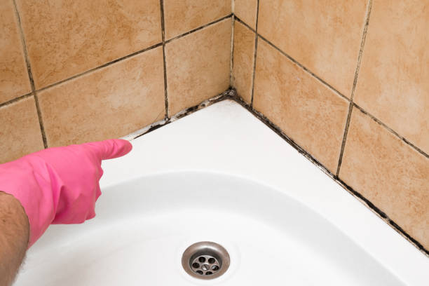 Best Attic Mold Removal  in Roselle, NJ